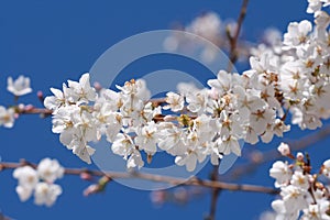 Blooming Tree Flowers