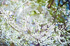 Blooming tree flowers