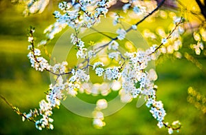 Blooming tree flowers