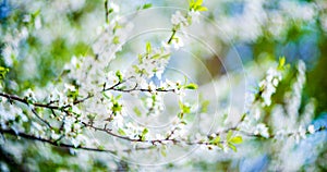 Blooming tree flowers