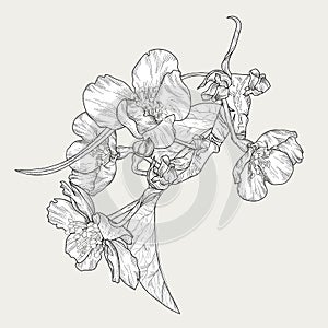 Blooming tree hand drawn vector illustration