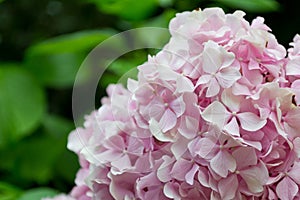 Blooming tree hydrangea in the summer garden.