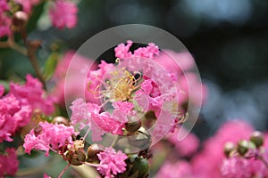 Floreciente un árbol 