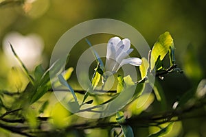 Blooming Magnolia Stellata photo