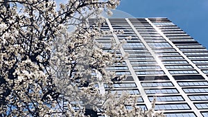 Blooming tree and modern skyscraper