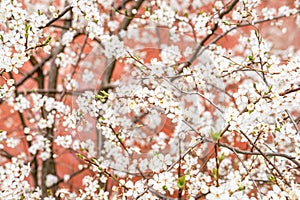 Blooming tree on pink background. Cherry tree in full bloom. Blossoming lush branches with white flowers. Spring nature