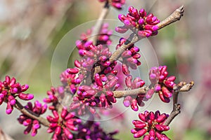 Blooming tree with pink flowers Buds in spring