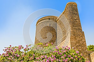 Blooming tree with pink flowers and GÄ±z GalasÄ± medieval Maiden tower, old town, Baku, Azerbaijan