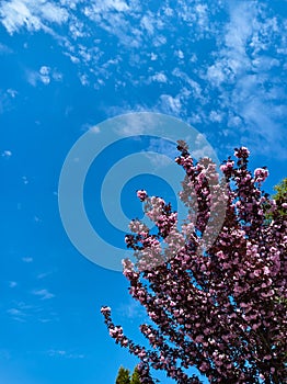 Blooming tree with pink flowers over atmospheric clean clear sky background with copy ad space. Sakura abloom photo