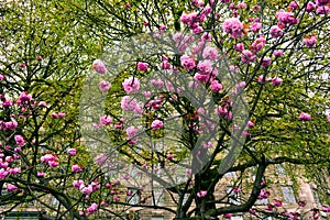 Blooming tree with pink flowers in spring, London, United Kingdom photo