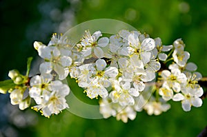 Blooming tree of plum with white flowers in spring Czech Republic