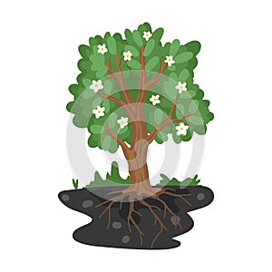 Blooming tree with roots in the ground. Sectional land. Tree growth illustration. Vector flat cartoon drawing