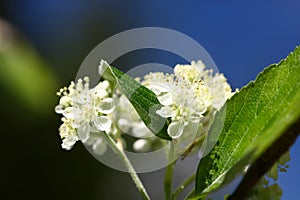 Kvitnúci strom Sorbus aucuparia