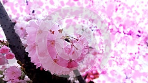 Blooming tree in spring