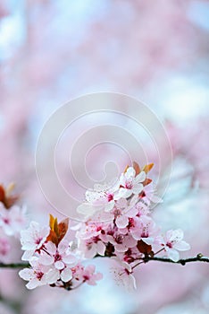 Blooming Tree In Spring