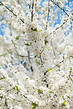 Blooming tree in spring