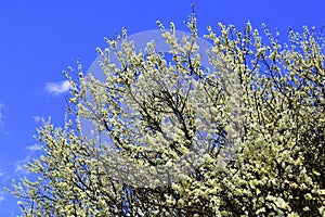 Blooming tree spring on blue sky