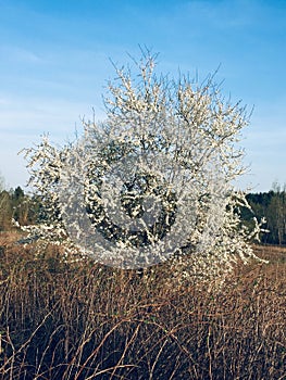 Blooming tree, spring, caet cloud, white, fragrance, wildlife, awakening, sun, beauty, Belarus