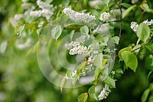 Blooming tree at spring, fresh pink flowers