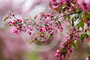 Blooming tree at spring, fresh pink flowers