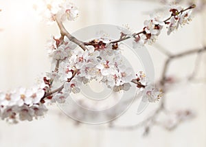 Blooming tree at spring, fresh pink flowers on the branch of fruit tree, plant blossom abstract background