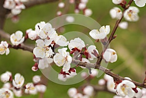 Blooming tree at spring, fresh white flowers on the branch of fruit tree, plant blossom abstract blooming background