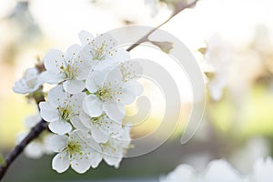 Blooming tree in spring, fresh white flowers on a fruit tree branch