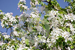 Blooming tree in spring garden against clear blue sky. Pollination and nectar concept. Blossom concept.