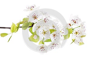 Blooming tree in spring isolated on white