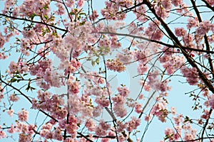 Blooming tree in spring with pink flowers