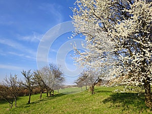 Blooming tree spring rural landscape