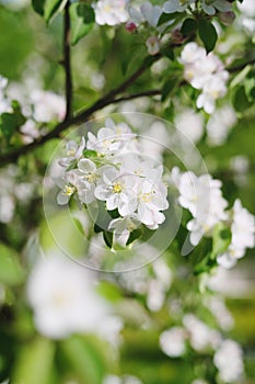 Blooming tree in spring time