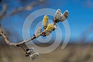 Blooming tree - Spring time in the nature