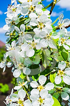 Blooming tree. Spring. tree apple tree.