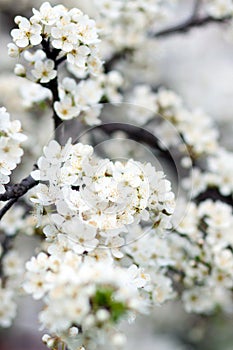 Blooming tree in spring with white flowers