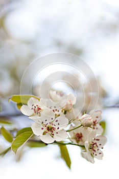 Blooming tree in spring with white flowers