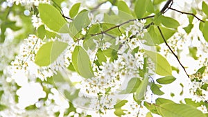 Blooming tree in springtime resisting to wind