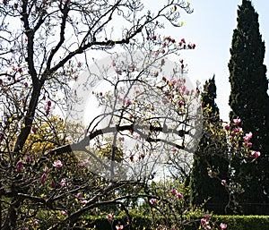 Blooming tree in Vorontsov Castle Crimea peninsula