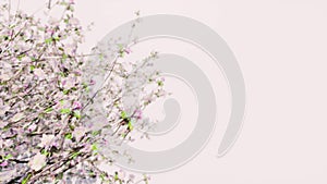 Blooming tree white background Nature landscape Spring season 3d