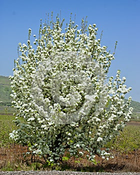 Blooming tree in the middle of the road in Golan Heights photo