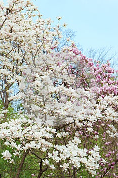 Blooming tree with white Magnolia soulangeana flowers outdoors