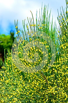 Blooming treelike Ephedra in the garden, Ukraine