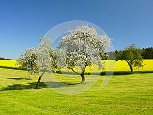 Blooming trees