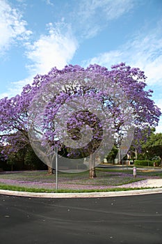 Blooming trees