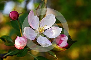 Blooming trees