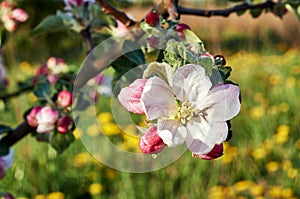 Blooming trees