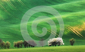 Blooming trees against green fields in spring in South Moravia