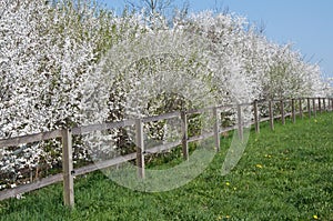 Blooming trees along paddock