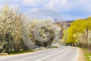 Blooming trees along the road