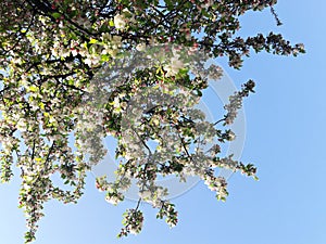 Blooming trees branches